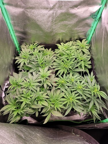 Growreport Bild 4