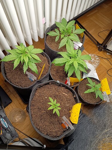 Growreport Bild 2