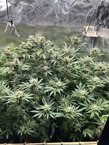 Mehrere blühende Cannabispflanzen in einer Growbox, mit sichtbaren Trichomen und Blütenständen.