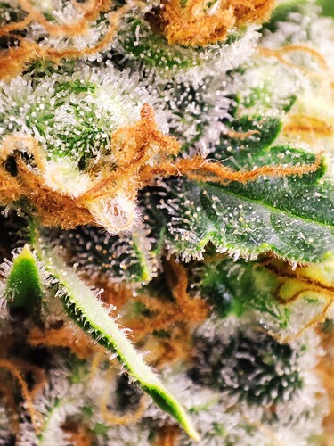 Growreport Bild 4