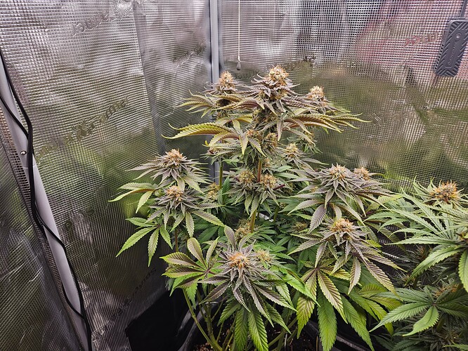 Growreport Bild 15