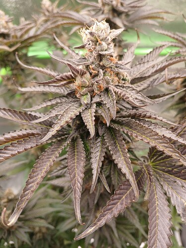 Growreport Bild 42