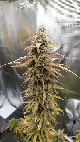 Growreport Bild 28
