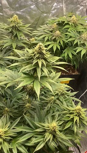 WhatsApp Image 2024-12-19 at 10.41.40