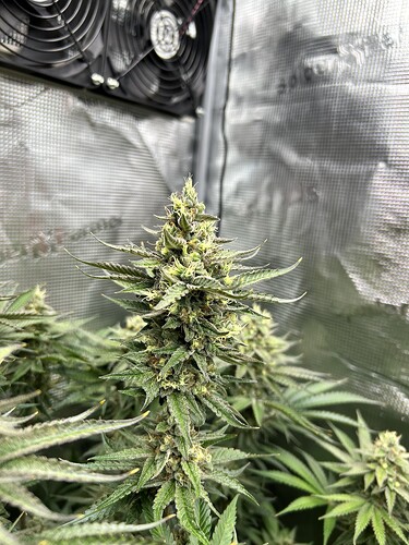 Nahaufnahme eines blühenden Cannabis-Buds in einem Growzelt mit sichtbarem Ventilator im Hintergrund.