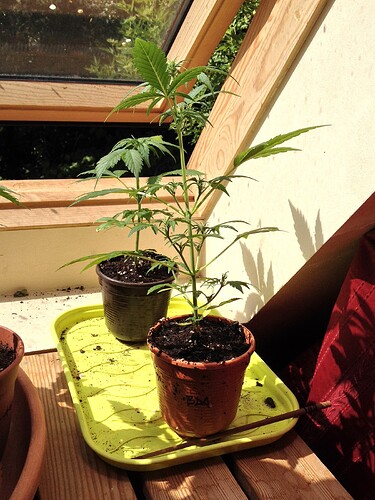 Grow25_0524_03