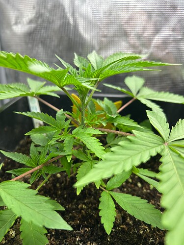 Growreport Bild 30
