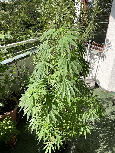 Growreport Bild 78