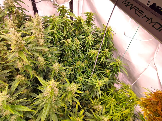 Growreport Bild 33