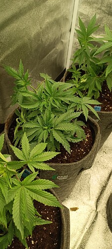 Growreport Bild 3