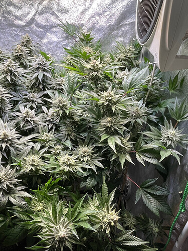 Growreport Bild 13