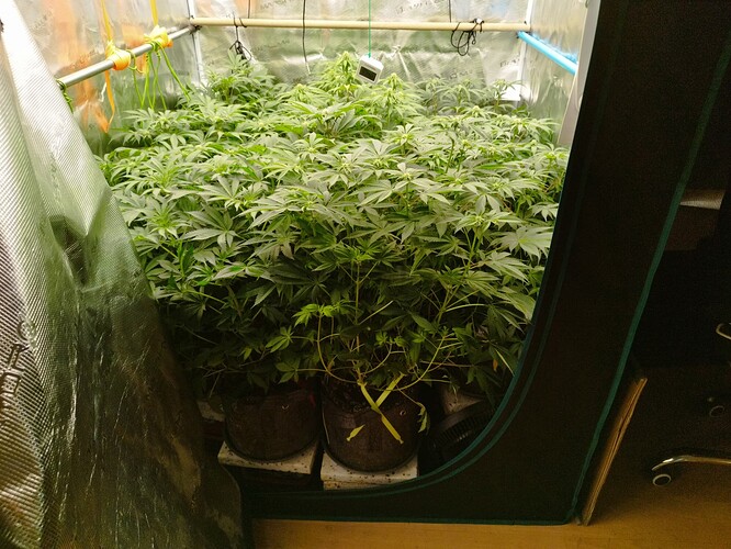 Growreport Bild 7