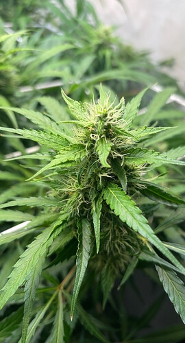 Growreport Bild 6