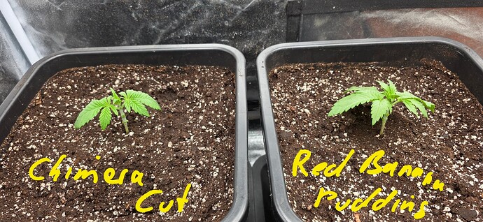 Growreport Bild 1