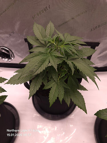 Drei Cannabis-Pflanzen in einem Growzelt, die mittlere Pflanze ist im Fokus.
