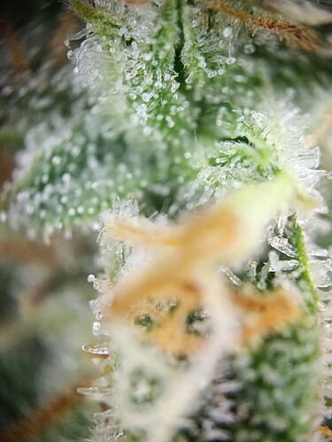 Growreport Bild 5