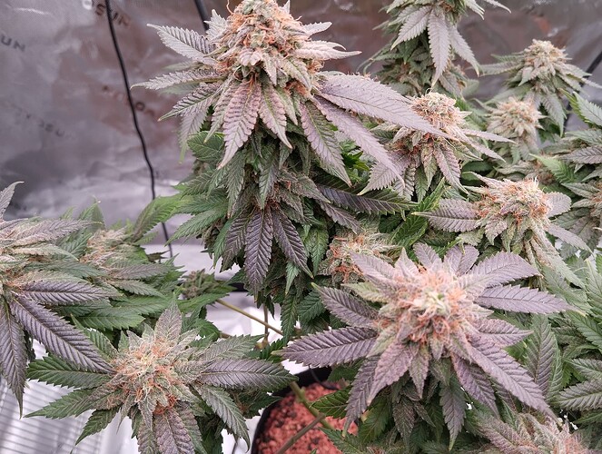 Growreport Bild 6