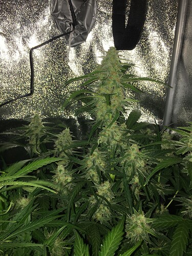 Growreport Bild 7