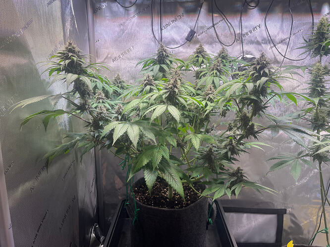Growreport Bild 13