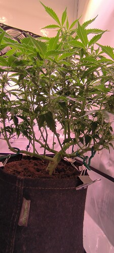 Growreport Bild 9