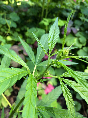 Grow26070808