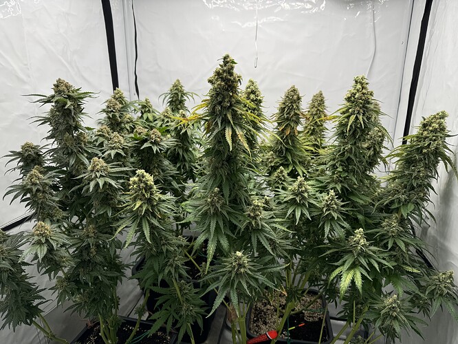 Growreport Bild 2