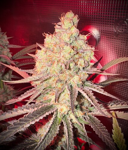 Growreport Bild 4