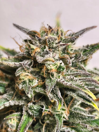 Growreport Bild 1
