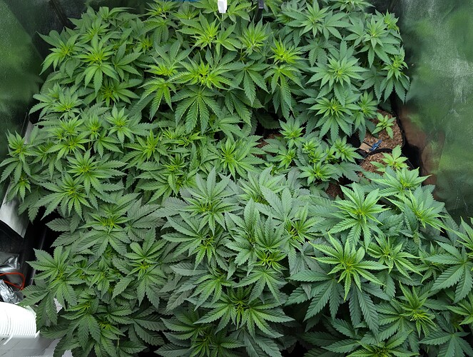 Growreport Bild 6