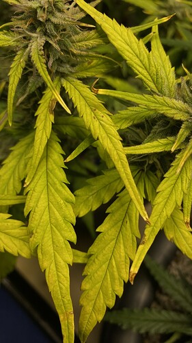 Growreport Bild 44