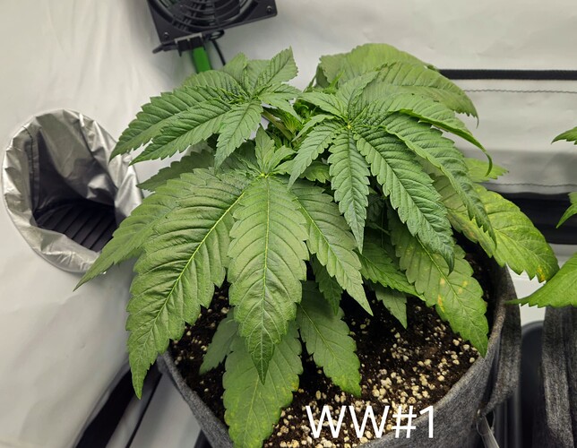 Growreport Bild 2