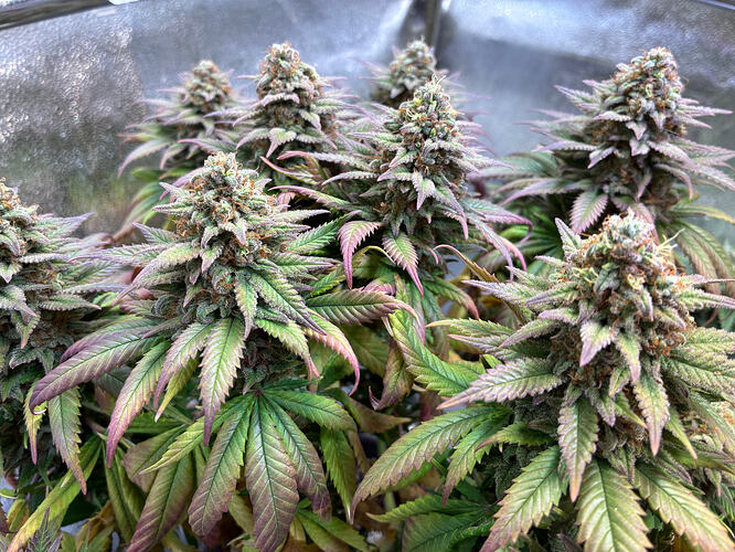 Growreport Bild 9
