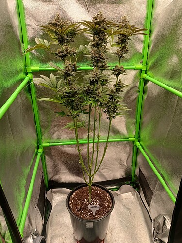 Growreport Bild 1