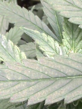 Growreport Bild 7