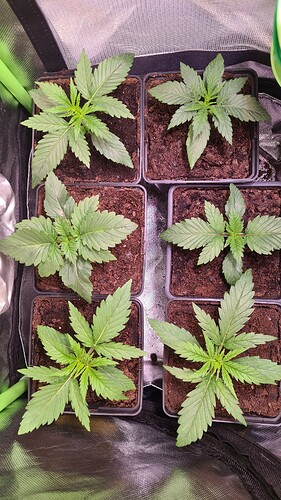 Growreport Bild 1