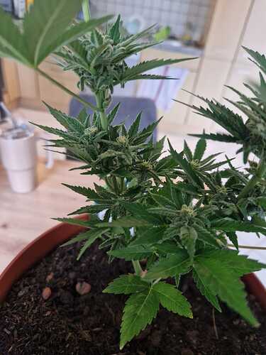 WhatsApp Image 2024-06-27 at 18.04.14 (4)