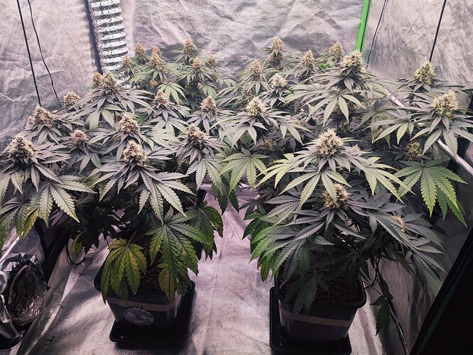 Growreport Bild 30