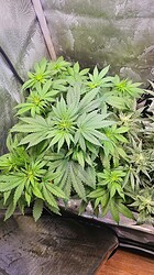 Growreport Bild 2