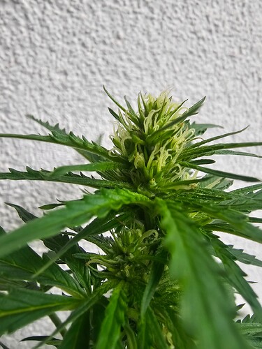 Growreport Bild 28