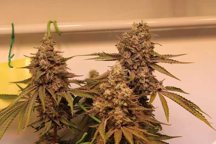 Growreport Bild 21