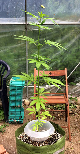 Grow26_0702_13