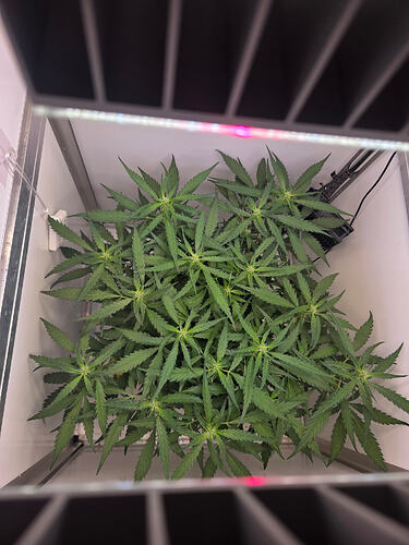 Draufsicht auf eine Cannabis-Pflanze in einer Growbox unter LED-Beleuchtung.