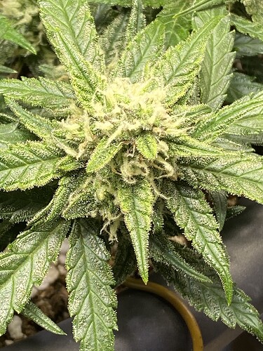 Growreport Bild 15