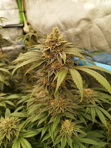 Growreport Bild 24