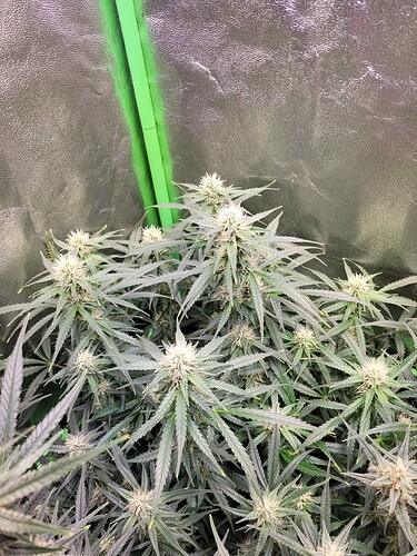 Growreport Bild 3