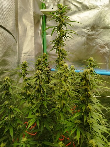 Growreport Bild 9