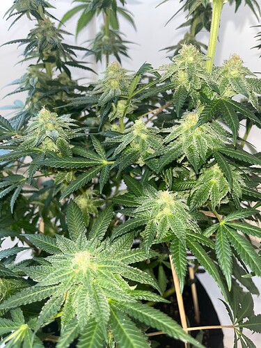 Mimosa 19624 Bud 4