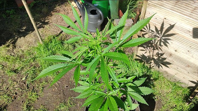 Screenshot 2024-06-20 174650