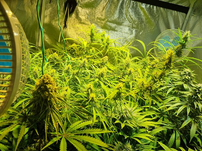 Mehrere blühende Cannabispflanzen in einem Growzelt, beleuchtet von einer Lampe, mit einem Ventilator im Vordergrund.