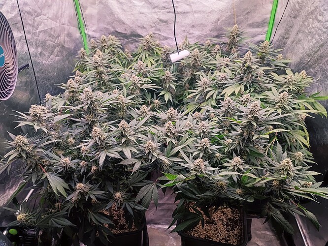 Growreport Bild 43